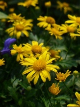 Golden Shrub Daisy, African Shrub Daisy, Euryops chrysanthemoides